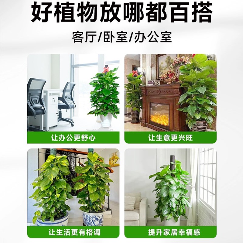 大叶绿萝柱客厅绿植室内大型绿箩盆栽办公室净化空气开业送礼盆景