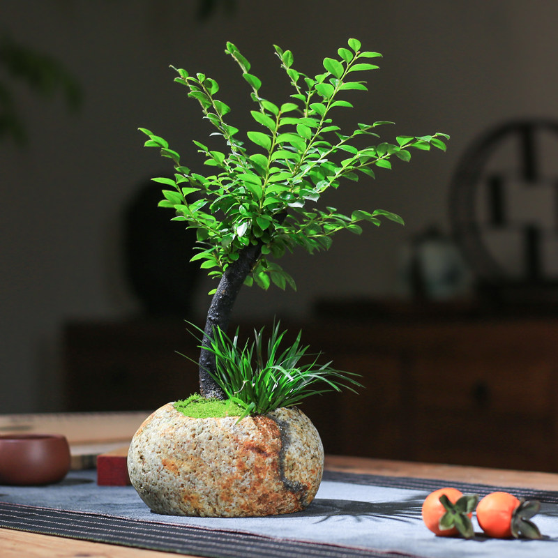 小叶紫檀盆栽天然原石头花盆客厅植物创意桌面室内黑骨檀迷你盆景