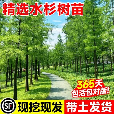 水杉树苗水杉水培矮化水杉树苗鱼缸造景四季盆栽沙树水杉树苗大号