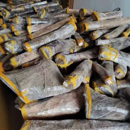 墨西哥黄花梨 原木木料 代替海南黄花梨高档家具工艺品料 黄花梨