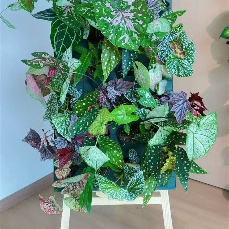 四孔种菜种花种植盒花盆户外工程室内绿化壁挂植物墙鸭脚4-5-6个