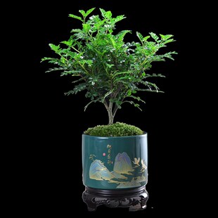 驱蚊植物清香胡椒木盆栽室内盆景驱蚊草四季常青木本绿植好养花卉