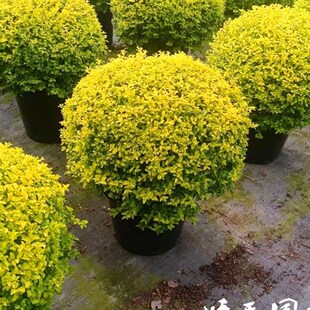 亮晶(金叶)女贞小树苗球塔棒棒糖造型阳台庭院花境植物四季常青