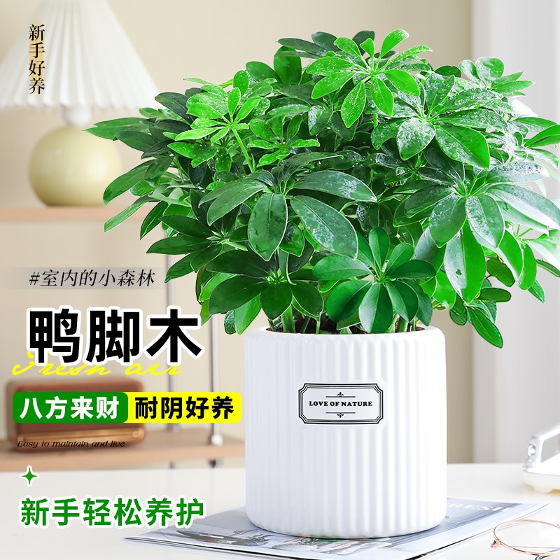 八方来财鸭脚木盆栽四季常青绿植办公室内净化空气七叶莲好养易活