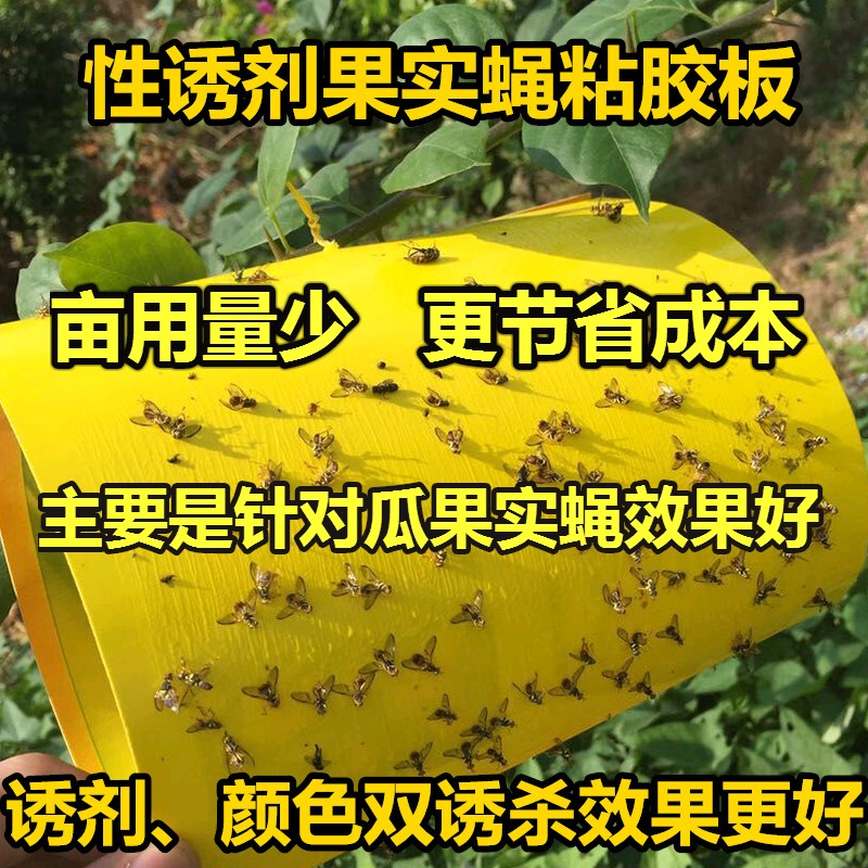 果实蝇诱粘板诱虫板粘虫板果树瓜果园诱杀粘黏沾果实蝇板贴纸包邮