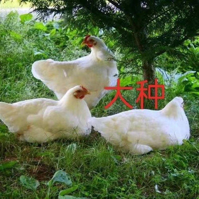 散养花柴鸡白羽鸡纯白色母鸡2-3斤正在产蛋的鸡观赏鸡蛋鸡土白鸡