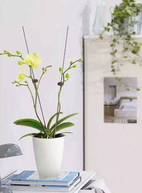 蝴蝶兰支架支撑杆造型架子园艺花卉花枝夹子蔓藤爬藤植物固定夹子