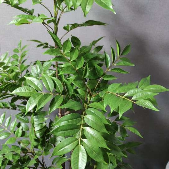 绿植漆木树装饰摆件盆栽仿生植物直播间造景假树仿真花家居装扮