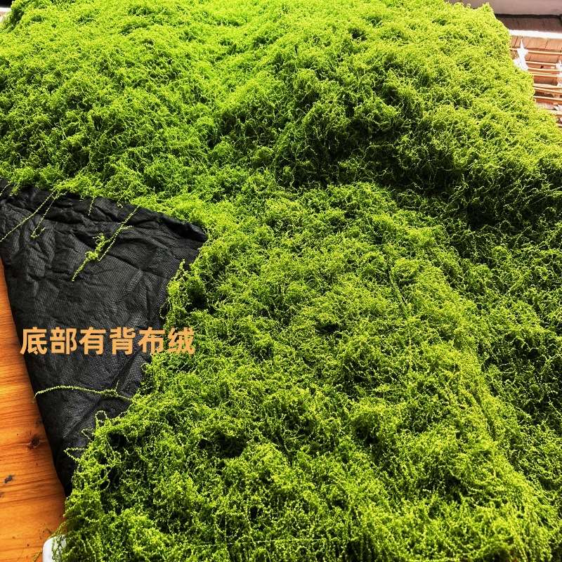 仿真干苔藓青苔羊毛藓不掉色水陆缸雨淋缸植物墙假山水苔石头垫材