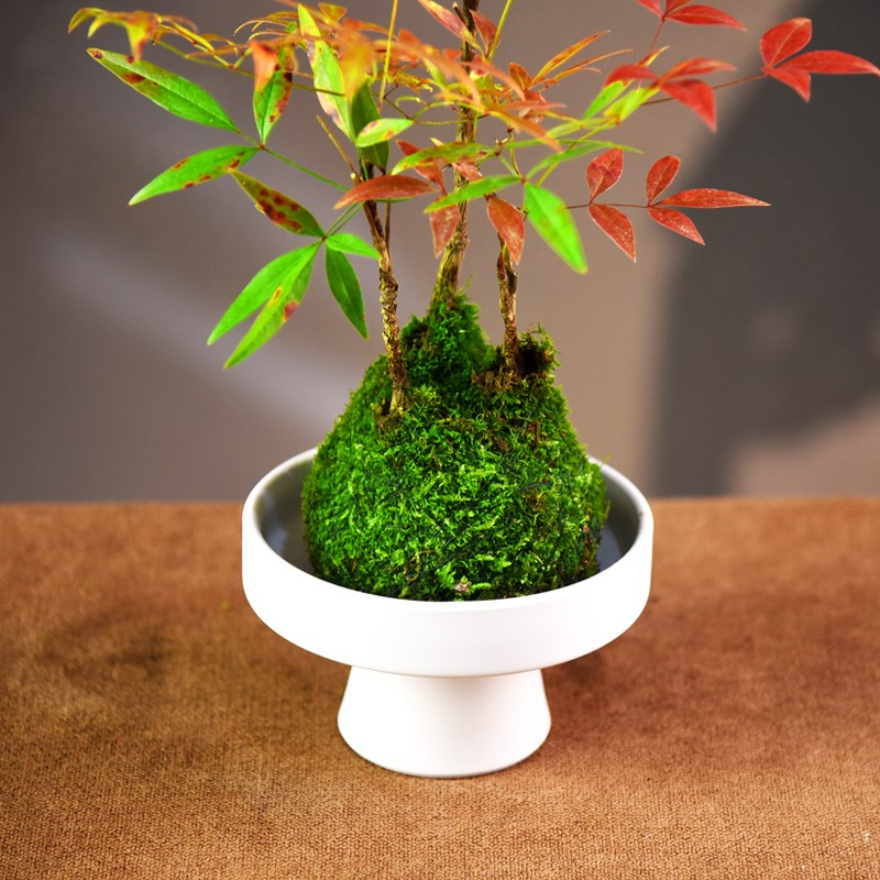 苔玉球南天竹盆栽中式简约绿植意境盆景桌面茶几办公茶室美观礼品