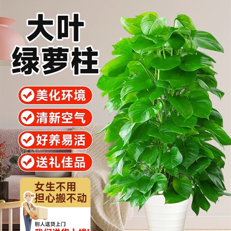 大叶绿萝盆栽室内客厅办公室高级感大型大叶绿萝绿植四季好养植物