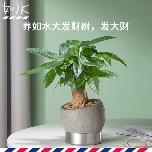 如水盆栽容易养 发财树招财树 办公室植物室内办公桌面小绿植水培
