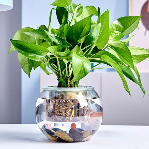 园艺用品水培植物定植篮多种尺寸水培植物绿萝固定器无土栽培篮筐