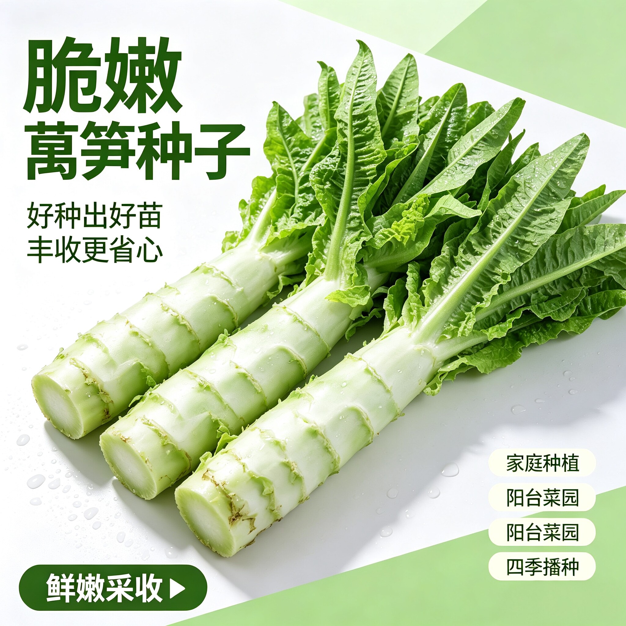 莴笋种籽圆叶粗壮莴苣鸡腿莴笋四季播耐热南方蔬菜种子孑QY
