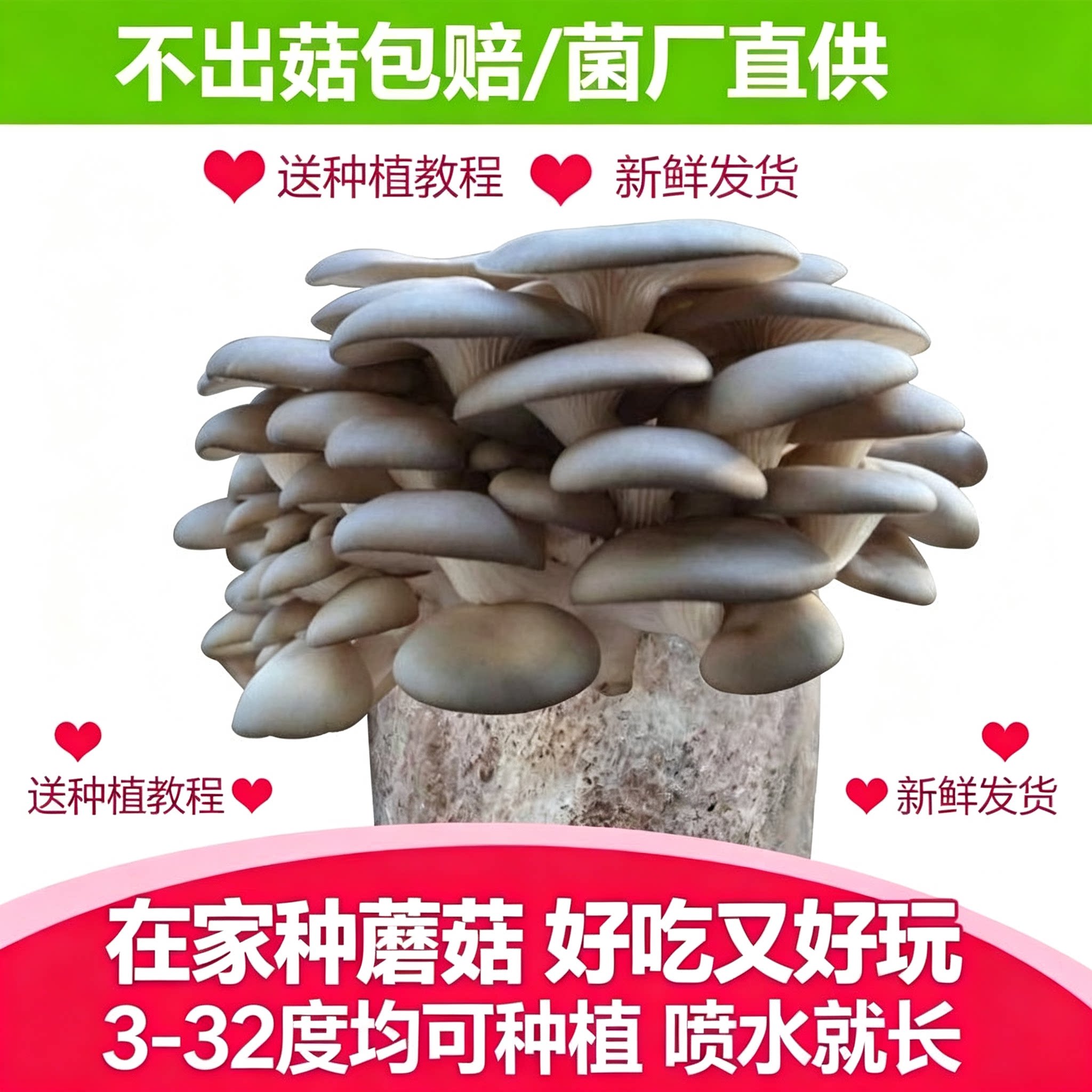 菌包家庭种植菌包种球易种易活室内阳台趣味种植菌菇包ZY