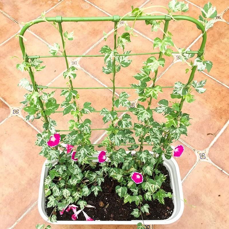阳台植物爬藤花架喇叭花铁线莲造景屏风盆栽牵牛花攀爬网格架子图片