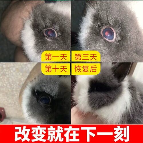 兔子眼药水兔子眼睛发红流泪流脓角膜炎眼屎多眼部清洁护理滴眼液