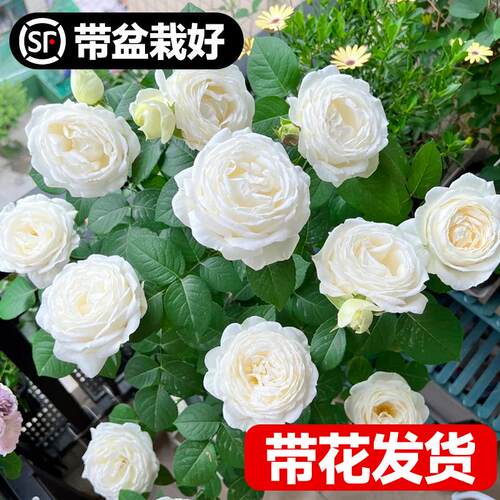 伊芙婚礼之路月季盆栽大苗果汁阳台白玫瑰花苗四季开花卉植物浓香