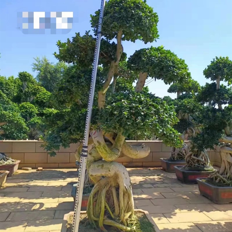 小叶榕造型盆景别墅树苗罗汉松迎客松红花继木盆景罗汉松桩映山红