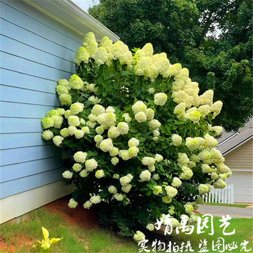 夏天耐晒 圆锥绣球 石灰灯木绣球花香草草莓花园花苗大苗活力青柠