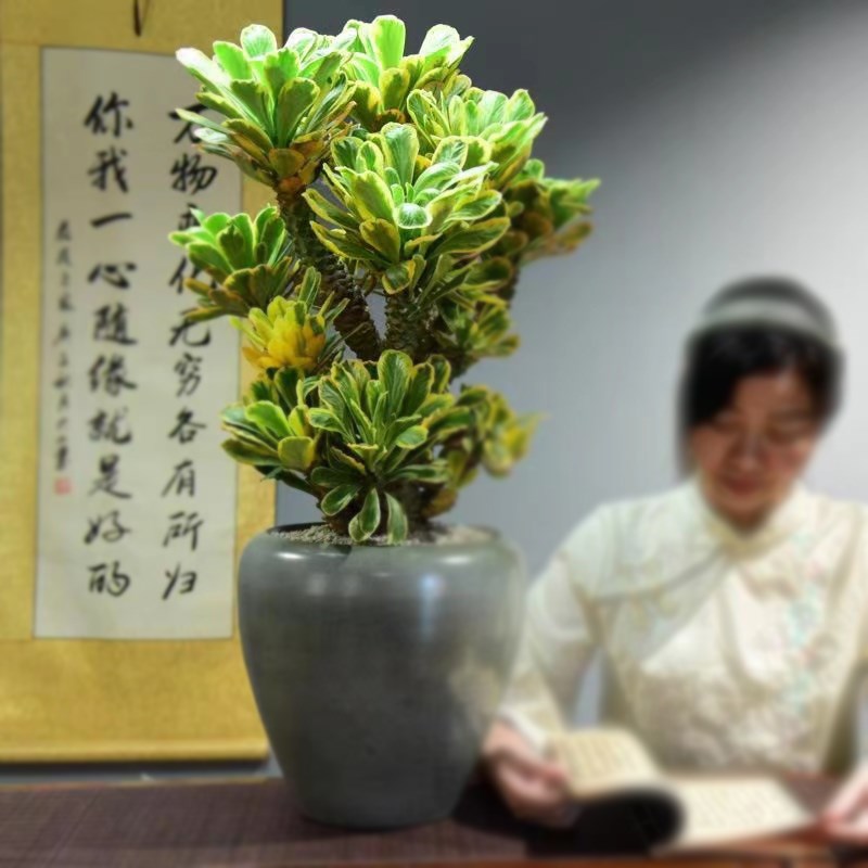 扇贝麒麟大型植物大戟科沙生类贝信麒麟多肉植物室外庭院阳台盆栽
