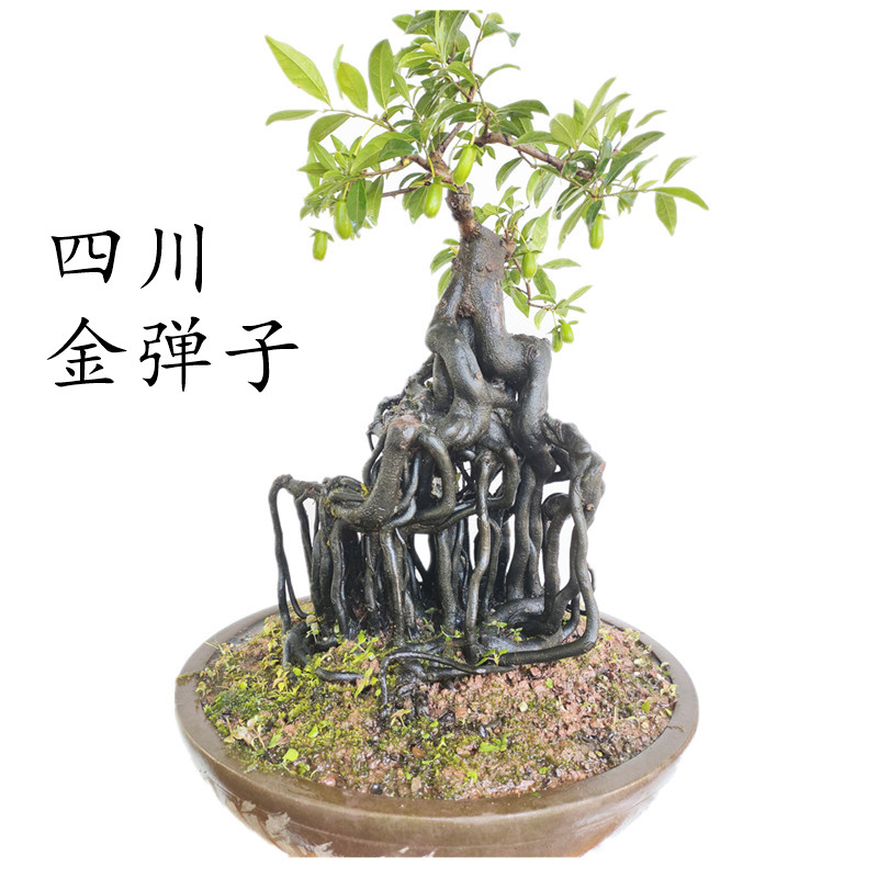 (1-50号)金弹子一物一拍造型弯根艺中国红练手小盆栽悬崖熟桩盆景