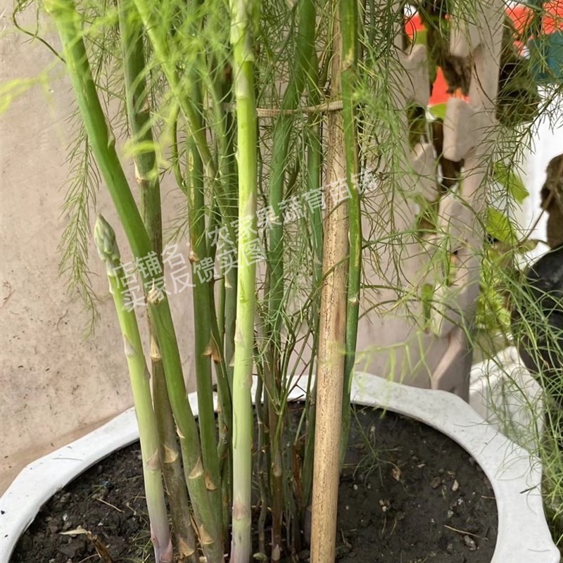 芦笋苗根苗种苗芦笋籽绿色紫色水果芦笋四季蔬菜庭院种植阳台盆栽图片