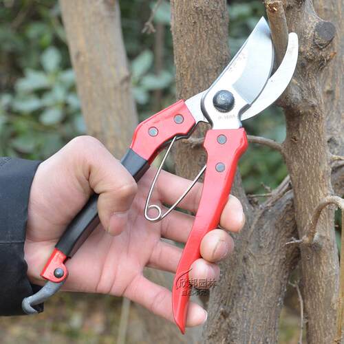 剪刀修枝剪修花剪刀园艺剪刀绿化剪果树省力剪树枝剪盆栽花卉家用