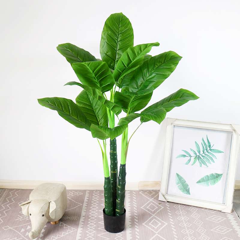 假树芭蕉叶散尾葵白马王子树室内大型盆景装饰落地植物摆件