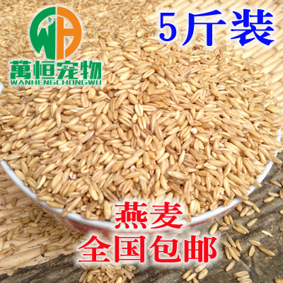 优质燕麦米 燕麦仁 野麦  燕麦 鸟类 鸟食粮食 鼠粮5斤装包邮