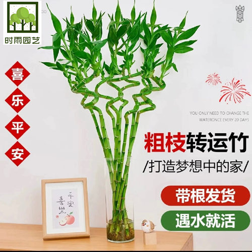 带根转运竹水竹富贵竹植物水养开运竹子盆栽客厅室内招财水培绿植