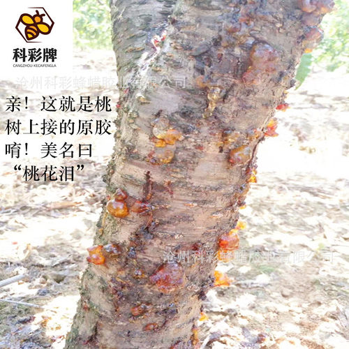 工业桃胶 桃胶颗粒 粉状 生产  价格合理