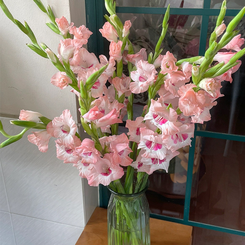 鲜花绿植特级剑兰鲜切水养适合送长云南直发鲜花速递