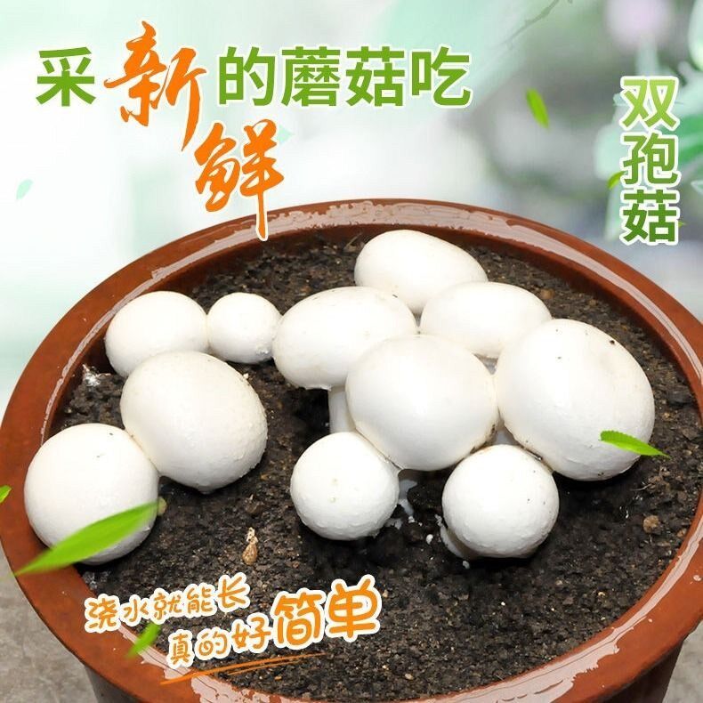 双孢菇蘑菇种植食用菌菇盆栽平菇多肉植物