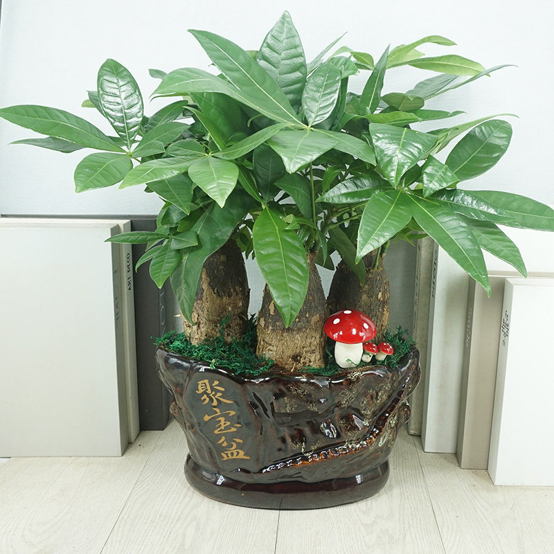 发财树桌面盆栽植物花卉室内净化空气吸甲醛包邮绿植办公室小盆景