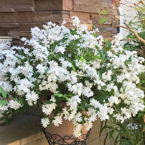溲疏花盆栽 溲疏雪樱花雪绒花 庭院花园阳台多年生灌木耐半阴