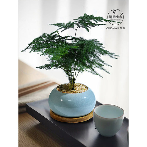 文竹室内植物办公室创意礼物耐阴花卉四季常青好养桌面绿植小盆栽