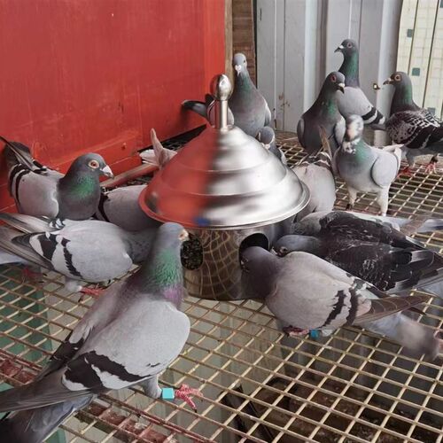 鸽子不锈钢饮水器全自动喂水器不锈钢用品用具水壶喝水神器鸡信鸽