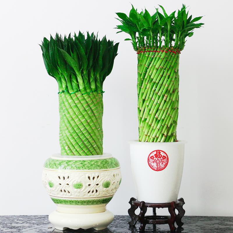 高档富贵竹植物水养办公室客厅室内乔迁开业招财大型绿植花卉盆栽