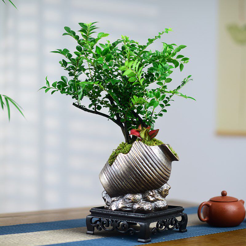 小叶紫檀盆景多杆组合艺术盆栽室内办公茶室桌面绿植四季盆栽送礼