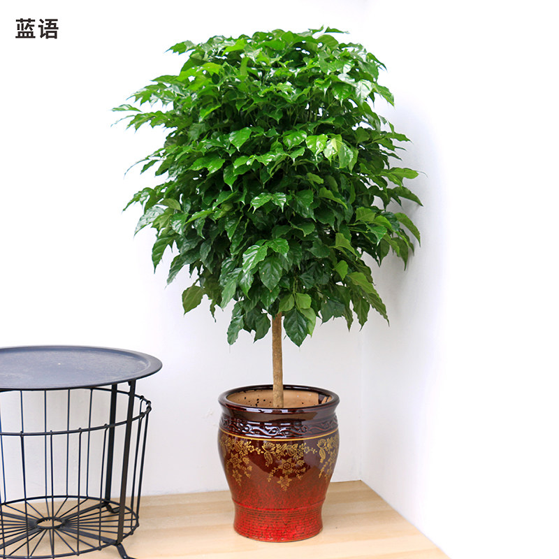 绿宝幸福树盆栽大型花卉植物大树桩绿植花卉客厅室内招财净化空气