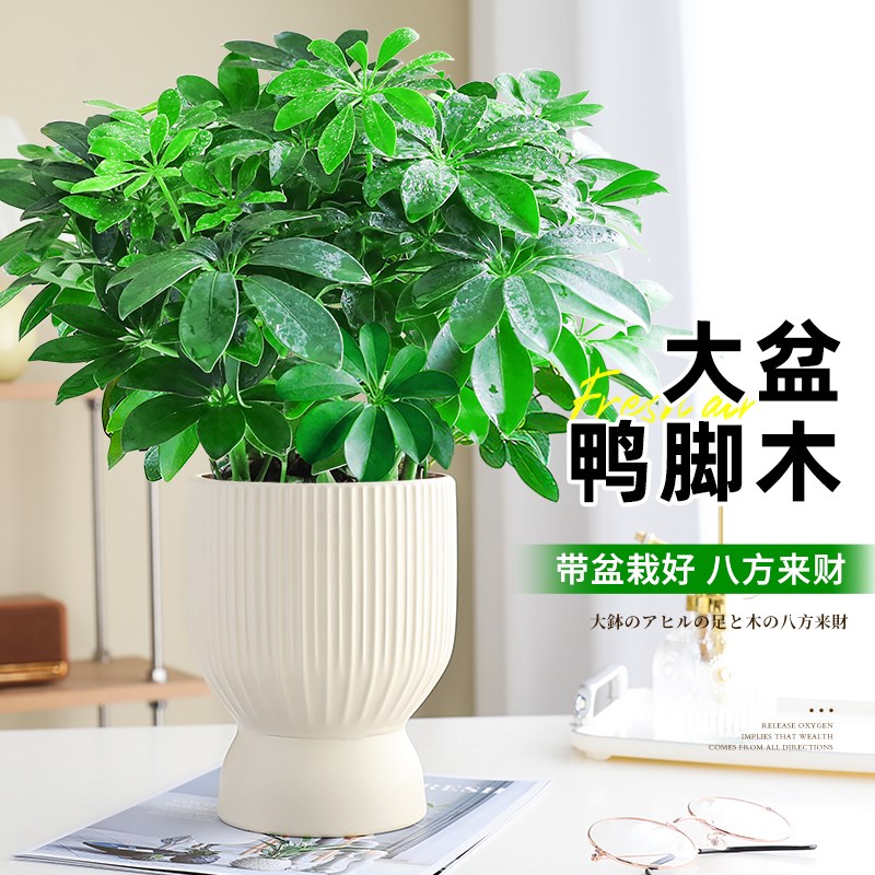 八方来财鸭脚木盆栽四季常青绿植办公室内净化空气七叶莲好养易活