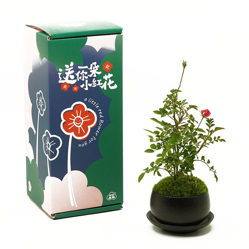 送你一朵小红花/须惠姬盆栽礼盒创意高级植物礼物情迷你月季