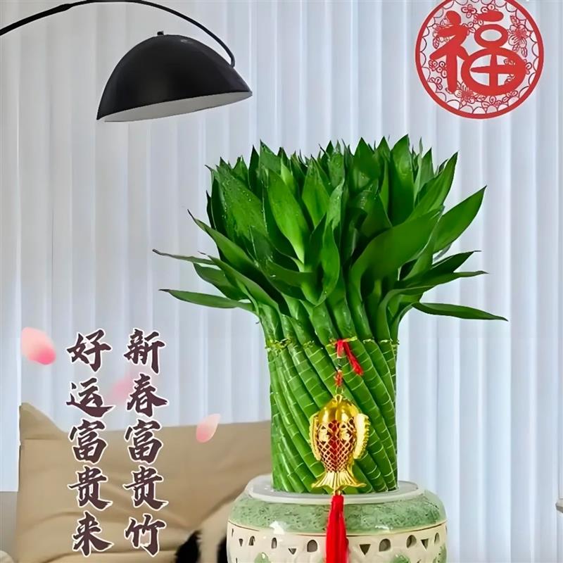 编织招财竹富贵竹水培植物盆栽客厅水养大型绿植室内四季常青乔迁
