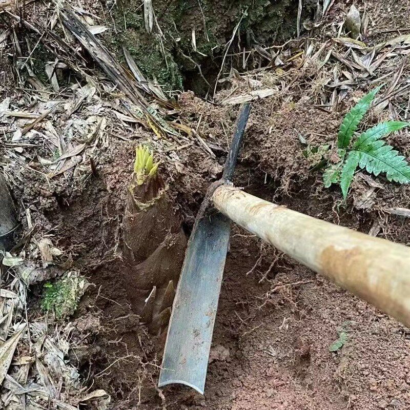 挖笋专用锄头弹簧钢手工锻打户外多功能神器洋镐工具加厚手工打造