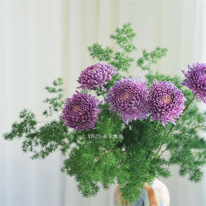 【云花甄选】乌梅子酱牡丹菊蓬莱松搭配鲜花家居插花水养空运绿植