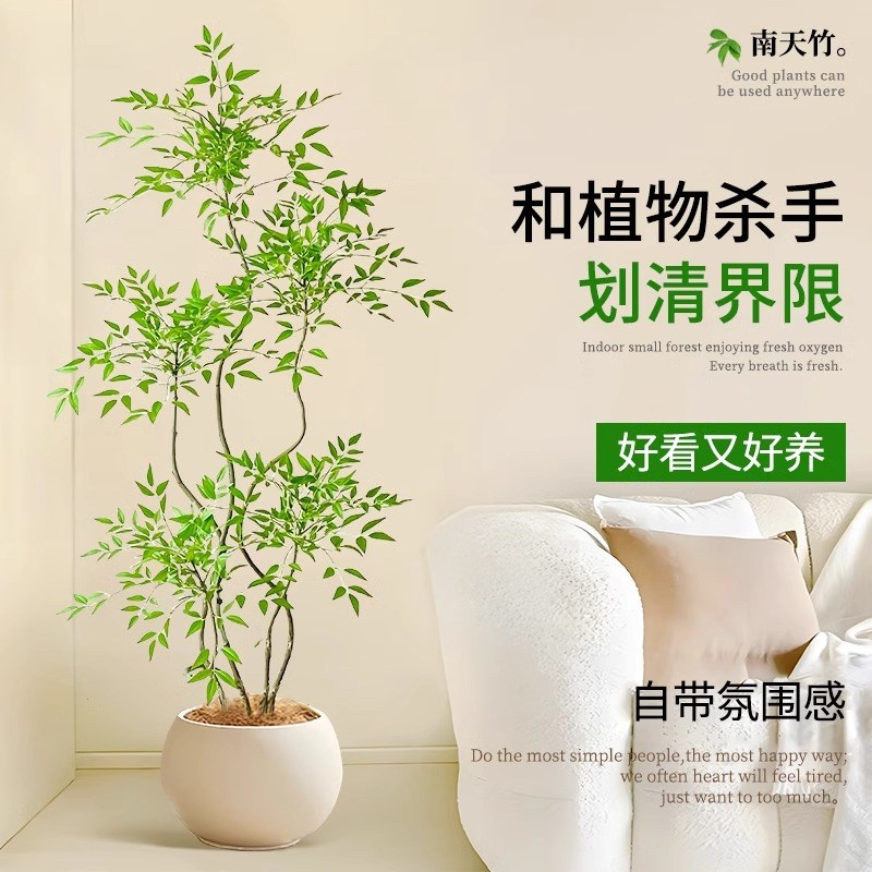 造型南天竹盆栽客厅沙发边大型绿植物办公室内旺宅真花大号禄植