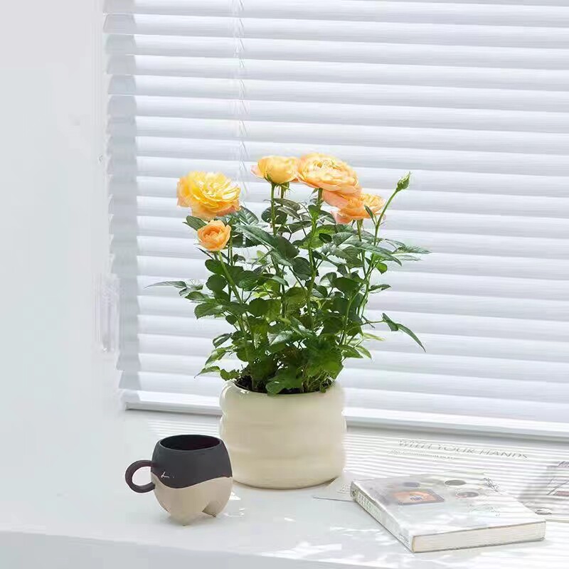 果汁玫瑰鲜花苞欧洲月季盆栽室内花卉净化空气桌面蔷薇阳台小绿植