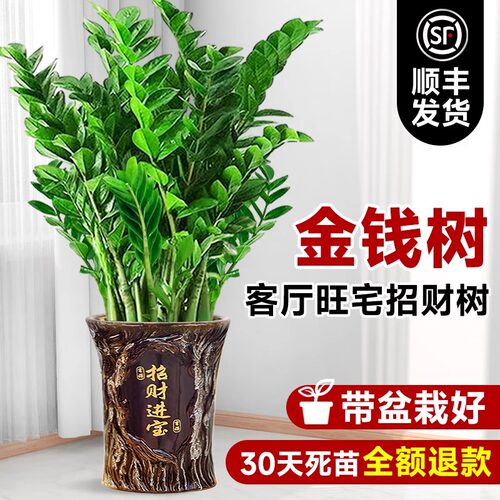 金钱树盆栽客厅大花盆摆件办公室内招财大型绿植摇钱串子好养植物