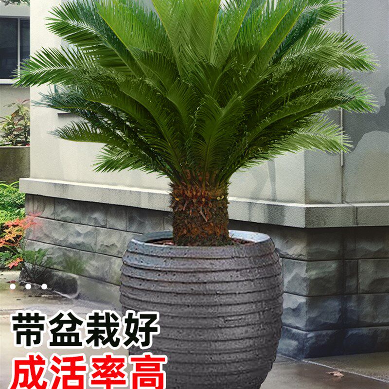 铁树盆栽大型龙铁树绿植盆景客厅室内旺宅树苗树木大盆植物除甲醛